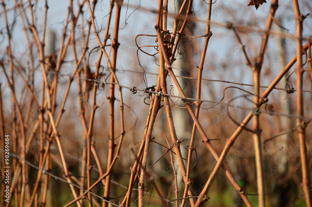 Obraz premium Wineyard in autumn