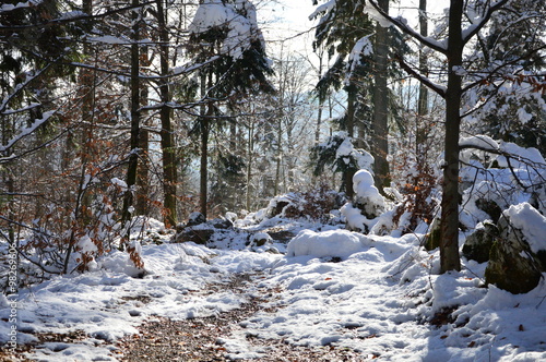 Winter walk in the woods  