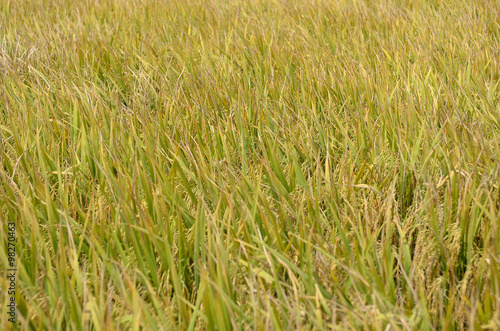 The Asian rice crop at Sekinchan, Malaysia.. © Chee-Onn Leong