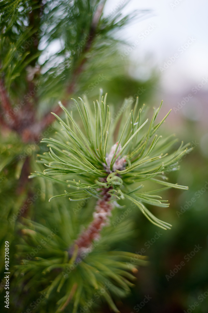 Green Tree Branch (Artistic Blur) Green Tree Branch (Artistic Blur)