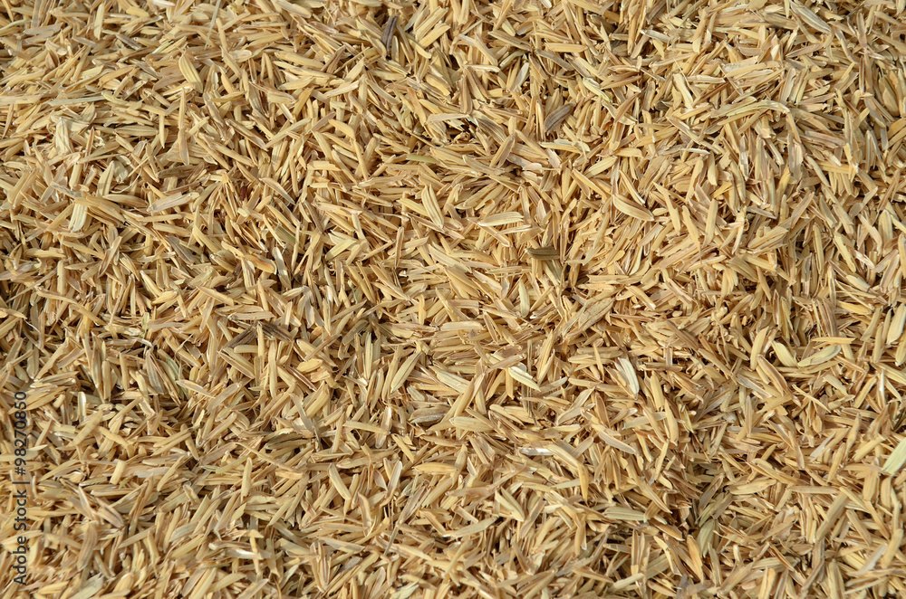 a handful of rice grains with bran shell ..