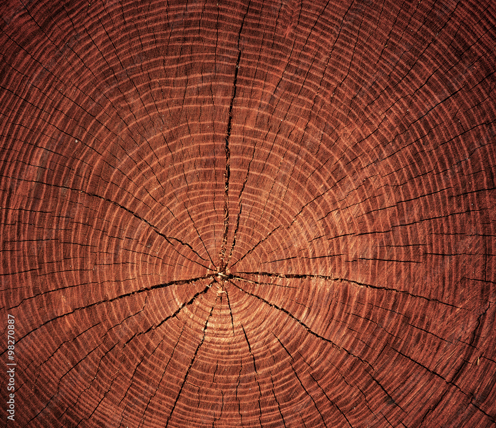 Fototapeta premium cross-sectional cut of tree