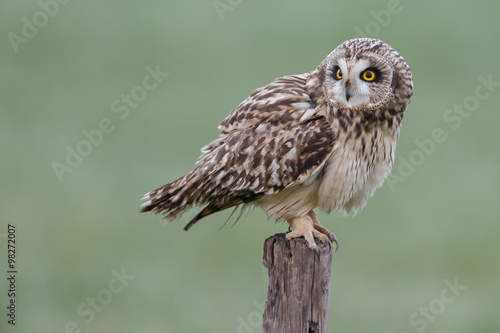 Short eared owl 