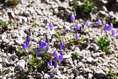 Purple flowers in the mountains photo