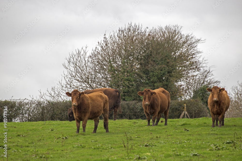 Naklejka premium Cows