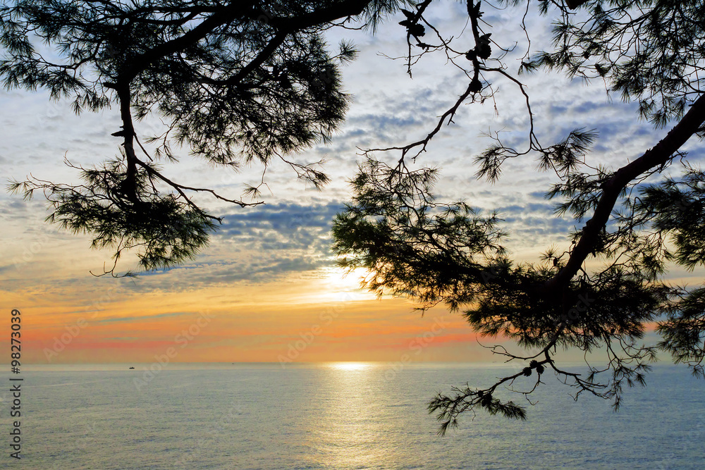 pine branch against the background of the sea sunrise pine branch against the background of the sea sunrise