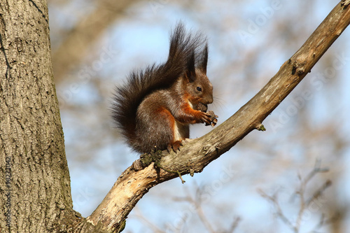 Red squirrel eating nut © Geza Farkas