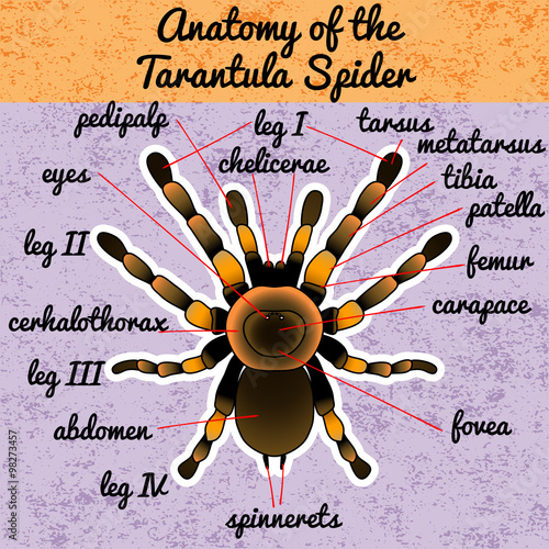 Insect anatomy. Tarantula spider. Brachypelma smithi, spider female. Sketch of spider. Tarantula . Vector