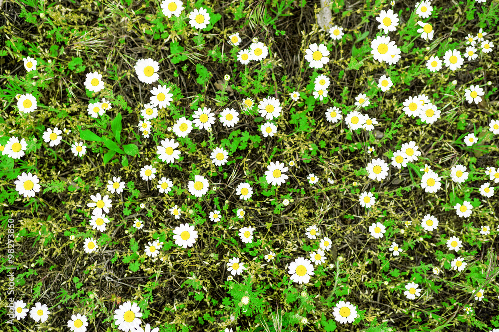 White daisies (chamomiles) field high contrasted