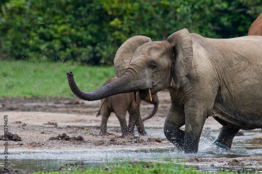 Obraz premium Forest elephants in the forest edge. Republic of Congo. Dzanga-Sangha Special Reserve. Central African Republic. An excellent illustration.
