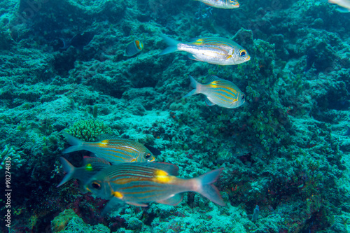 School of Yellow striped silver Fishes,