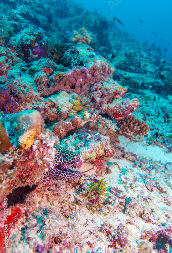 Moray Eel in Tropical Coral Reef, Maldives