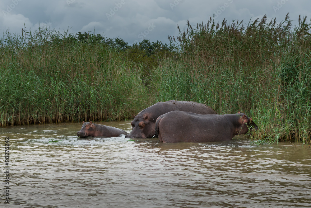 Fototapeta premium Hippopotamus, St. Lucia. South Africa. 