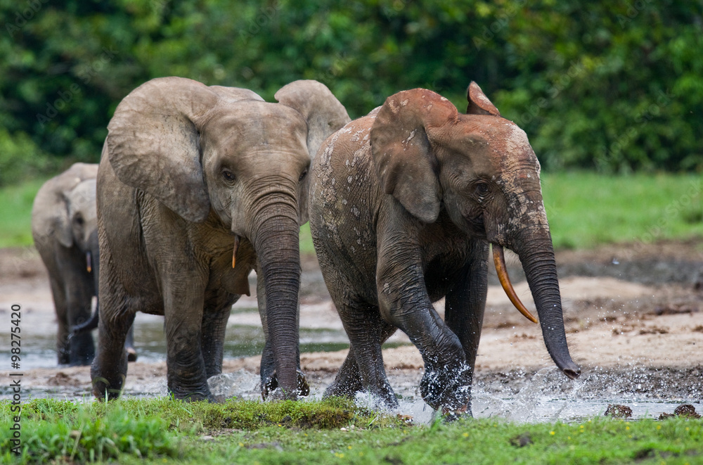 Fototapeta premium Forest elephants playing with each other. Central African Republic. Republic of Congo. Dzanga-Sangha Special Reserve. An excellent illustration.
