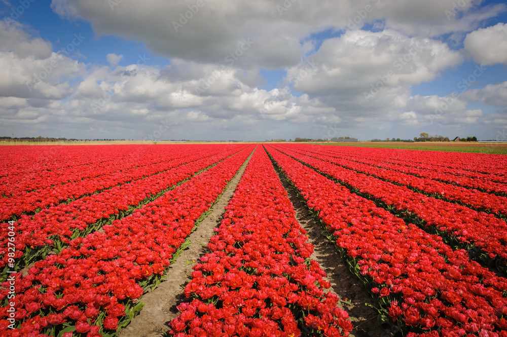 Tulip cultivation in the Netherlands