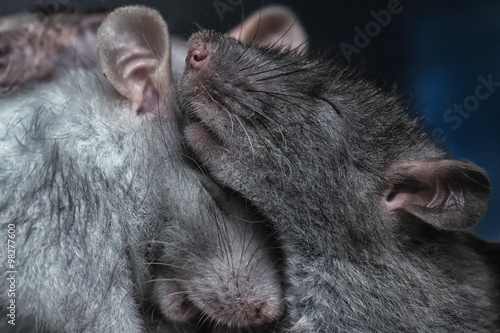 Fototapeta Naklejka Na Ścianę i Meble -  a pair of rats