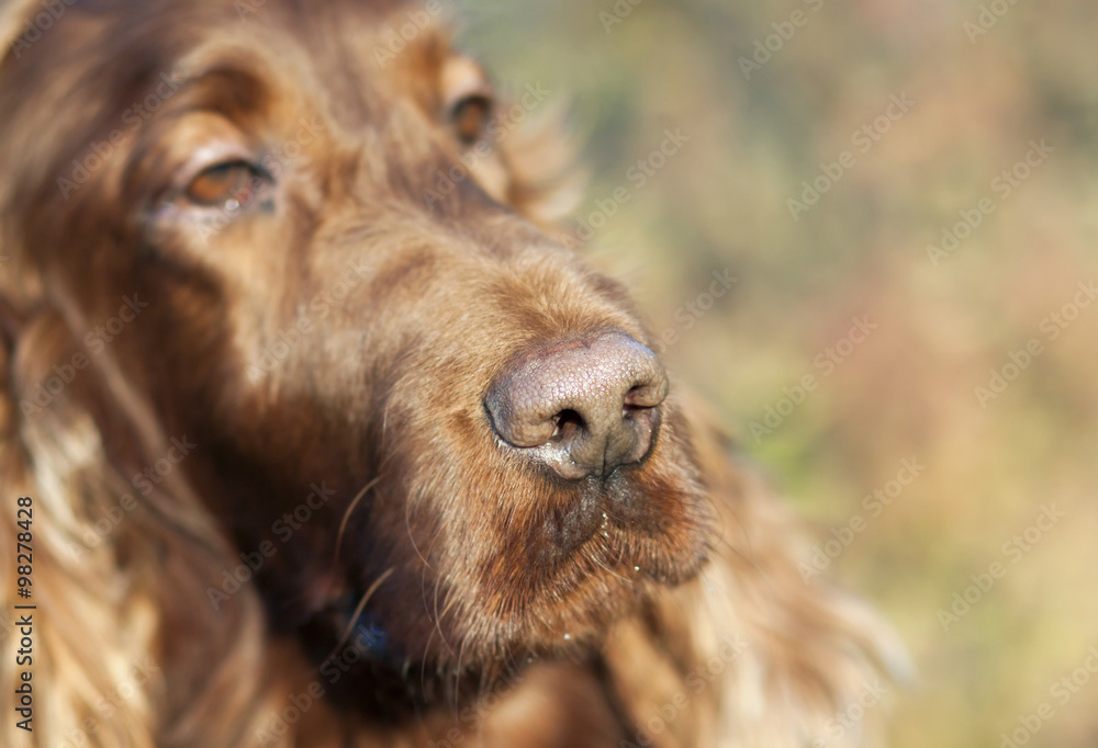 Nose of a beautiful Irish Setter Nose of a beautiful Irish Setter
