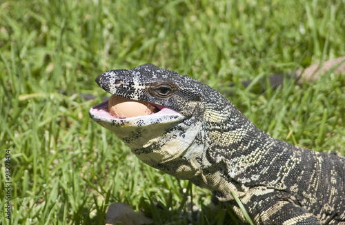Картината върху платно Sand goanna eating a egg.