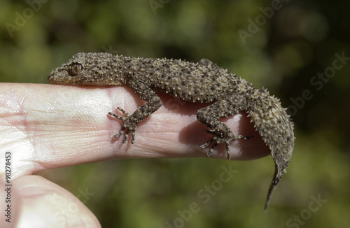  southern leaf-tailed gecko on finger.