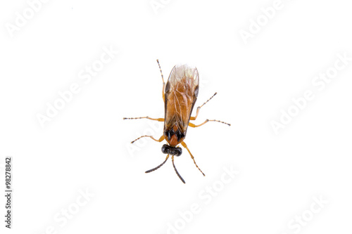 Brown insect on the white background