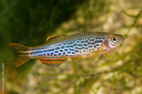 Barb fish from the genus Danio