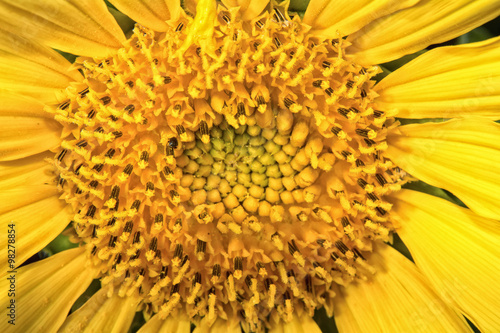 Center of the flower yellow sunflowers