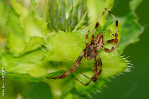Brown spider sitting on a green thistle
