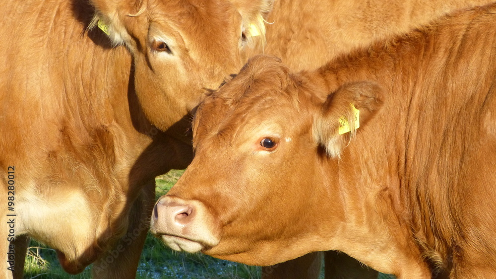 Αυτοκόλλητο Cows - Limousin cattle, Bos taurus, 
cattle breed from the Limousin region of F