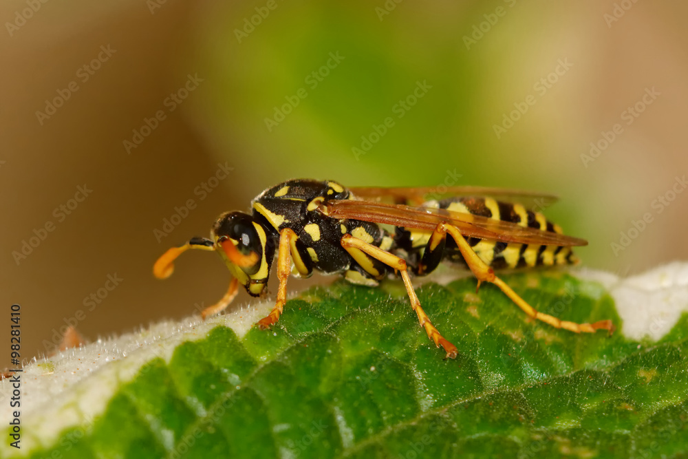 Fototapeta premium Wasp sitting on green leaf