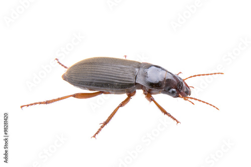 Brown bug on a white background
