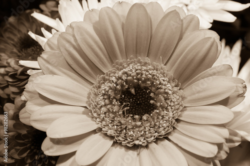фотографія Black and white sepia toned Daisy