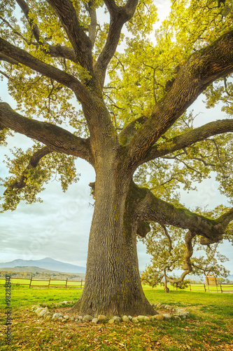 Big and secular oak tree on a green meadow. Tuscany, Italy.