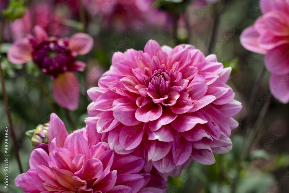 dahlia farm garden dahlia farm garden