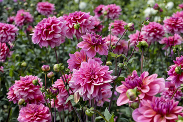 Keuken achterwand Dahlia Dahlia veld in zomertuin  © christiepdx