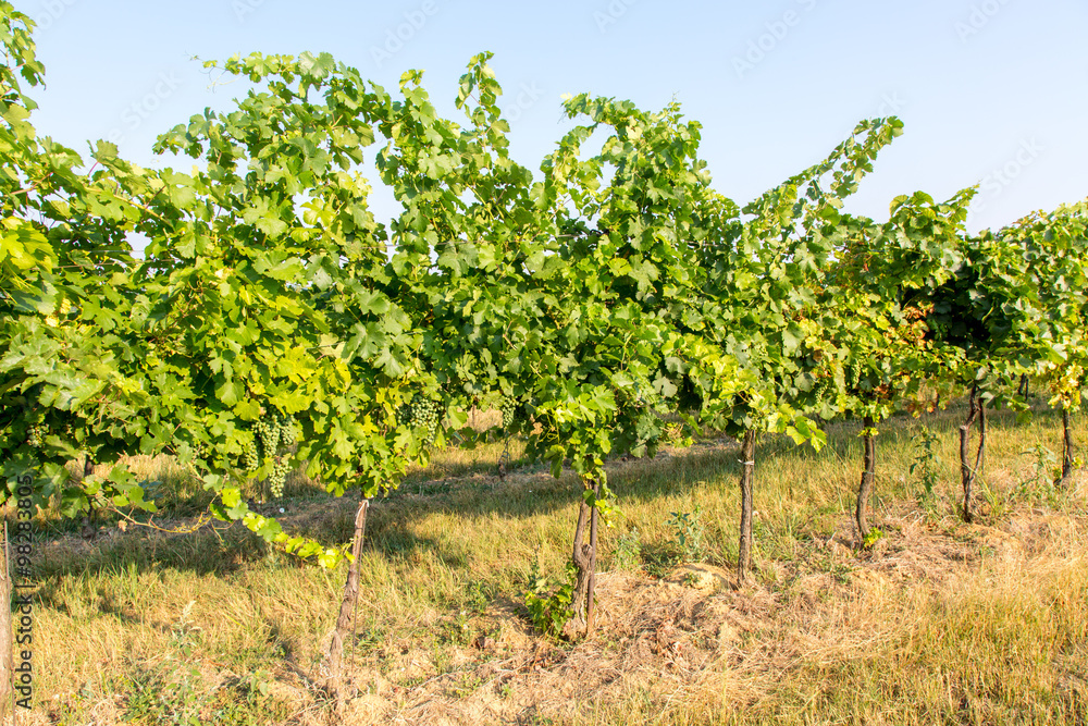 View on the grape plantation