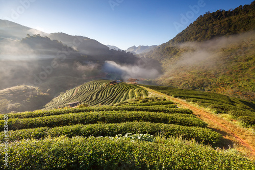 Tea plantation in the Doi Ang Khang, Chiang Mai, Thailand photo