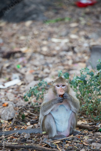 Photography Monkey eating food on the ground , monkey thailand