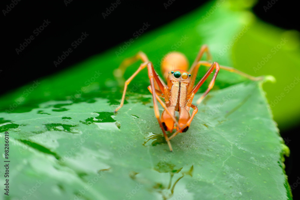 Obraz premium Ant spider (males)