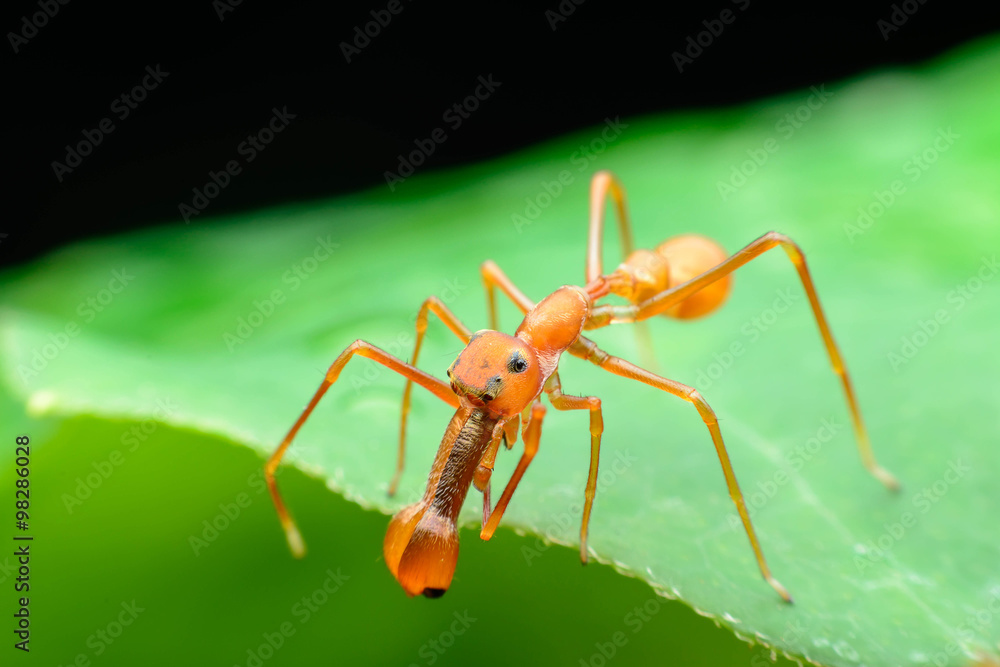 Fototapeta premium Ant spider (males)