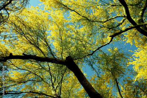 Paloverde tree in bloom useful for background photo