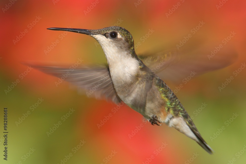 Fototapeta premium Ruby-throated Hummingbird In Flight