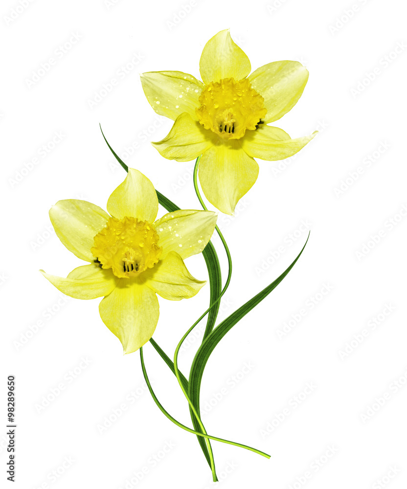 spring flowers narcissuses isolated on white background spring flowers narcissuses isolated on white background