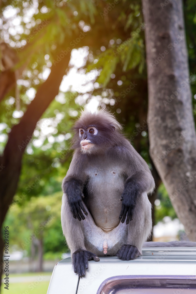Obraz premium Portrait of Dusky leaf monkey in national park