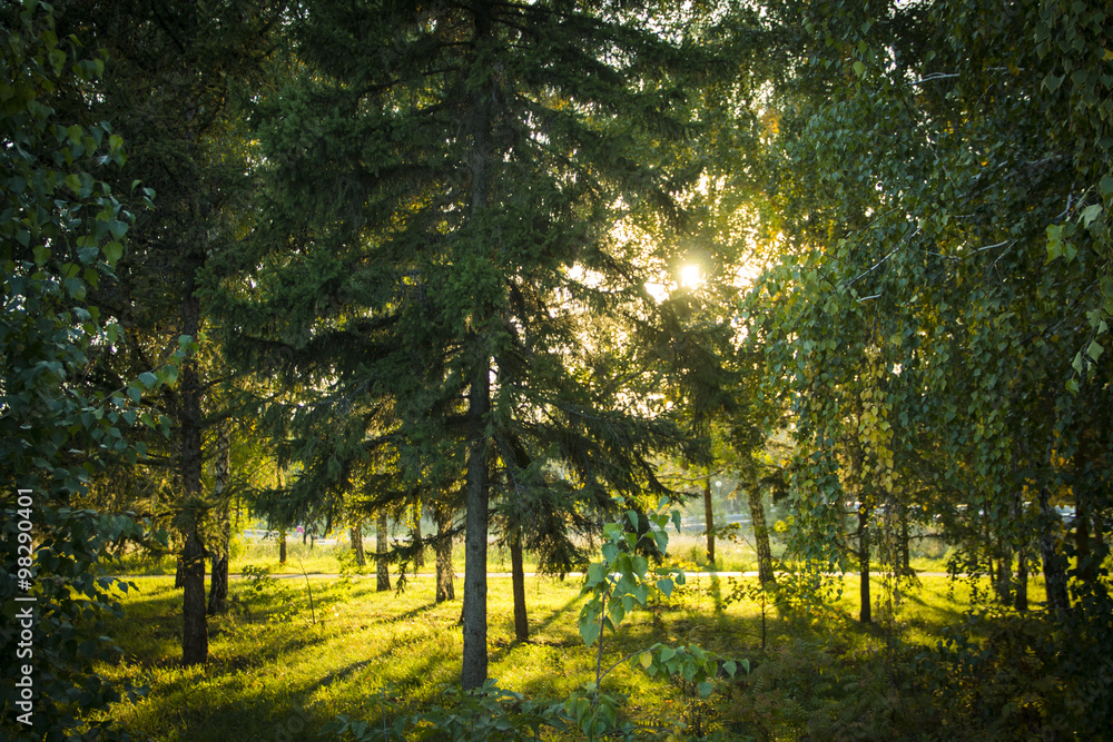 Obraz premium morning in a birch forest