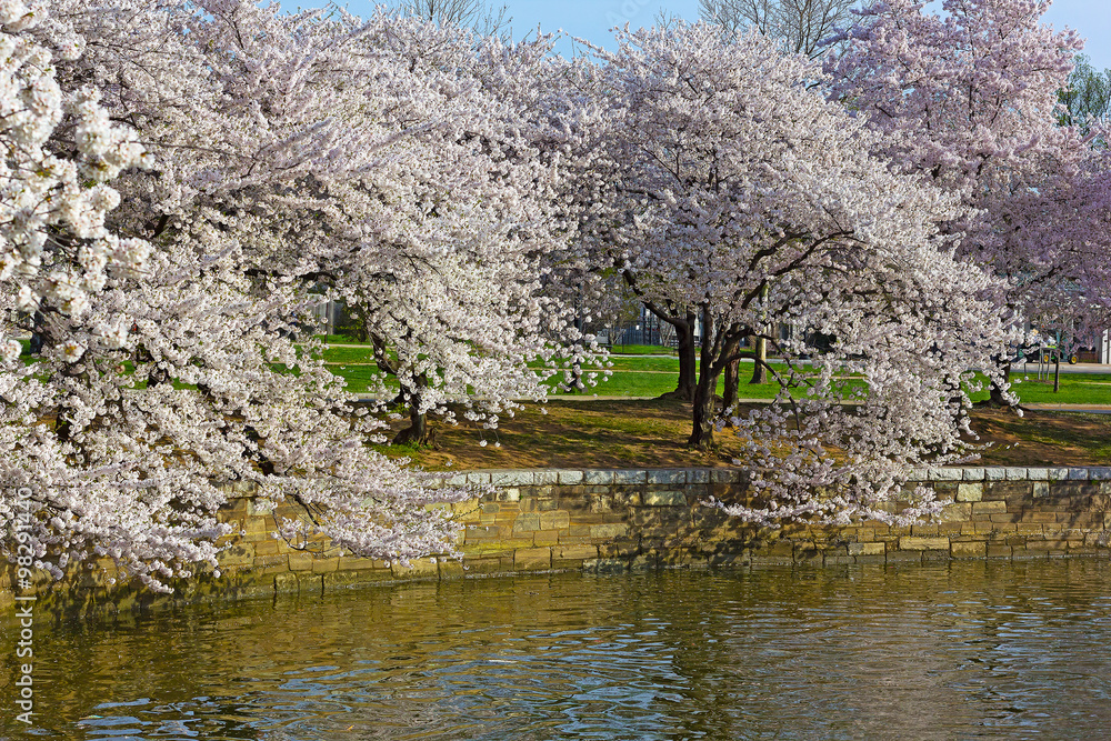 Cherry trees at peak blossom around the Tidal Basin in Washington DC, USA. White and pink flower on trees standing close to the waters of Tidal Basin. Cherry trees at peak blossom around the Tidal Basin in Washington DC, USA. White and pink flower on trees standing close to the waters of Tidal Basin.