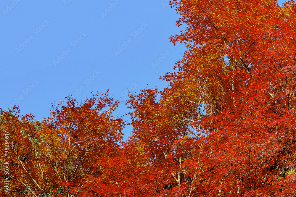 もみじ 紅葉 もみじ 紅葉
