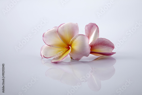 frangipani © eskay lim