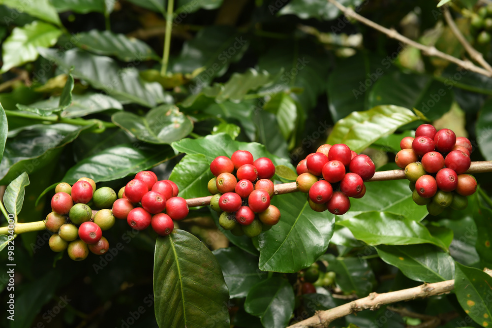 Coffee beans ripening on a tree.