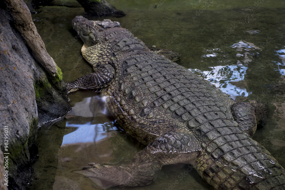 brown alligator resting on the sand beside a river brown alligator resting on the sand beside a river