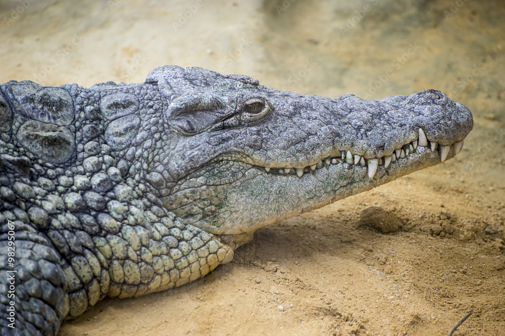 reptile, brown alligator resting on the sand beside a river reptile, brown alligator resting on the sand beside a river